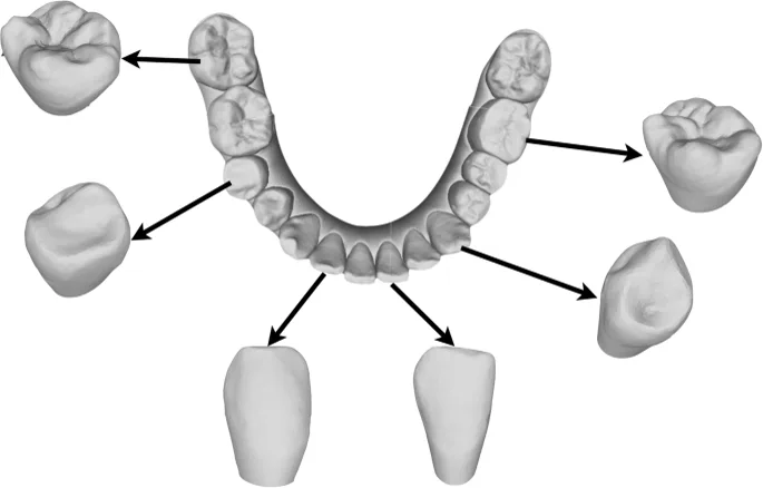 Lower arch with individual tooth anatomy segments